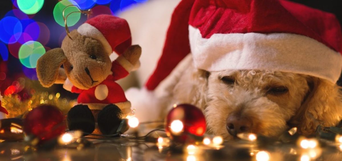 cuccioli a natale